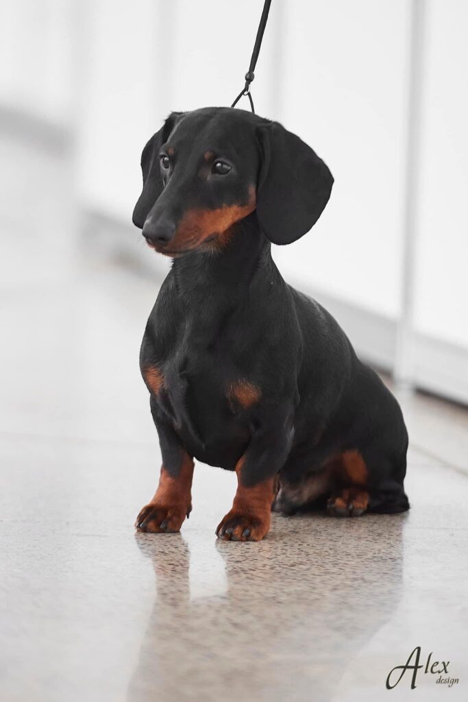 Dog 1
