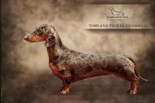 Tomland Teckel Cassiopeia https://register.kennelliit.ee/index.php?page=dogCard&dogId=233795