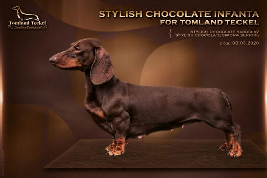 STYLISH CHOCOLATE INFANTA FOR TOMLAND TECKEL_web https://register.kennelliit.ee/index.php?page=dogCard&dogId=311077
