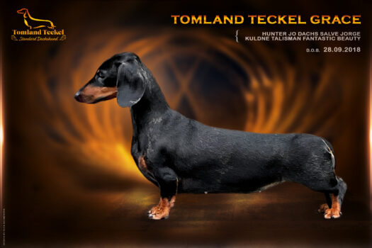 Tomland Teckel Grace https://register.kennelliit.ee/index.php?page=dogCard&dogId=277545