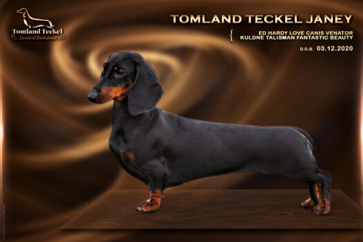 Tomland Teckel Janey Tomland Teckel Janey