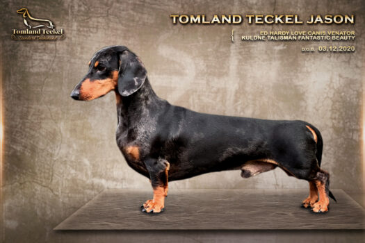 Tomland Teckel Jason https://register.kennelliit.ee/index.php?page=dogCard&dogId=311797