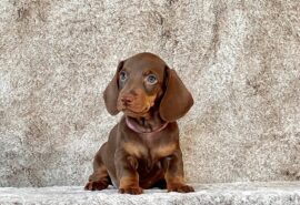 634102550_25854476574191313_4181567803278196086_n 634102550_25854476574191313_4181567803278196086_n