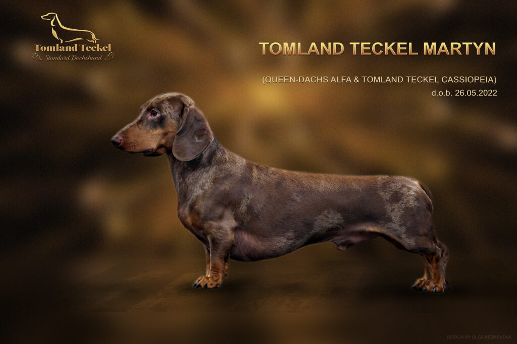 Tomland Teckel Martyn