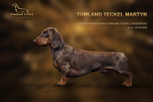 TOMLAND TECKEL MARTYN web