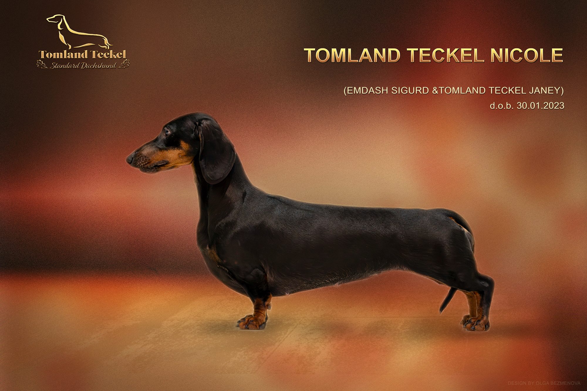 Tomland Teckel Nicole