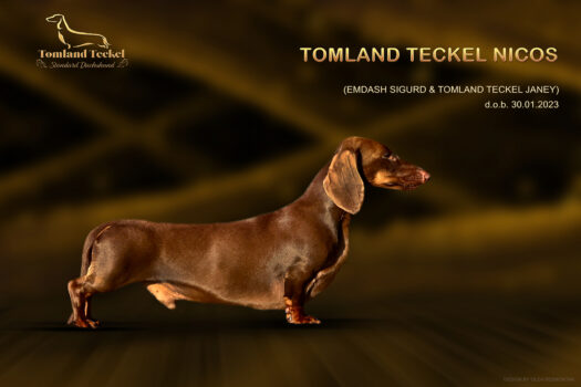 TOMLAND TECKEL NICOS web