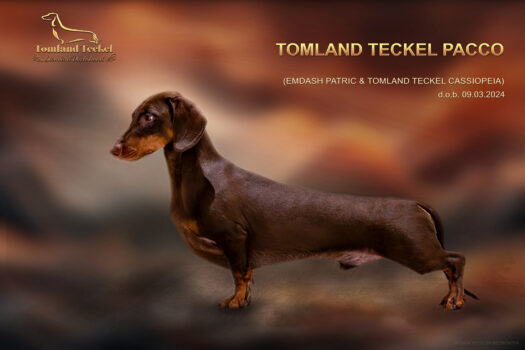 TOMLAND TECKEL PACCO_Web