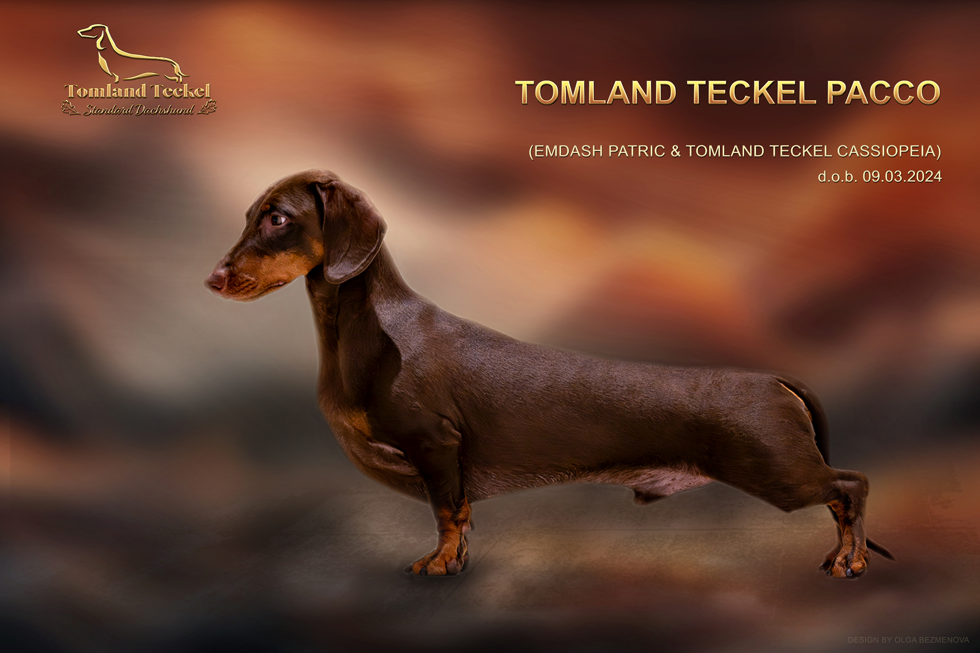 Tomland Teckek Pacco