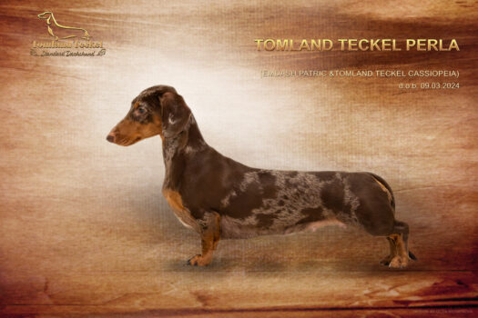 Tomland Teckel Perla Web Tomland Teckel Perla Web