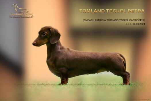 TOMLAND TECKEL PETRA web2