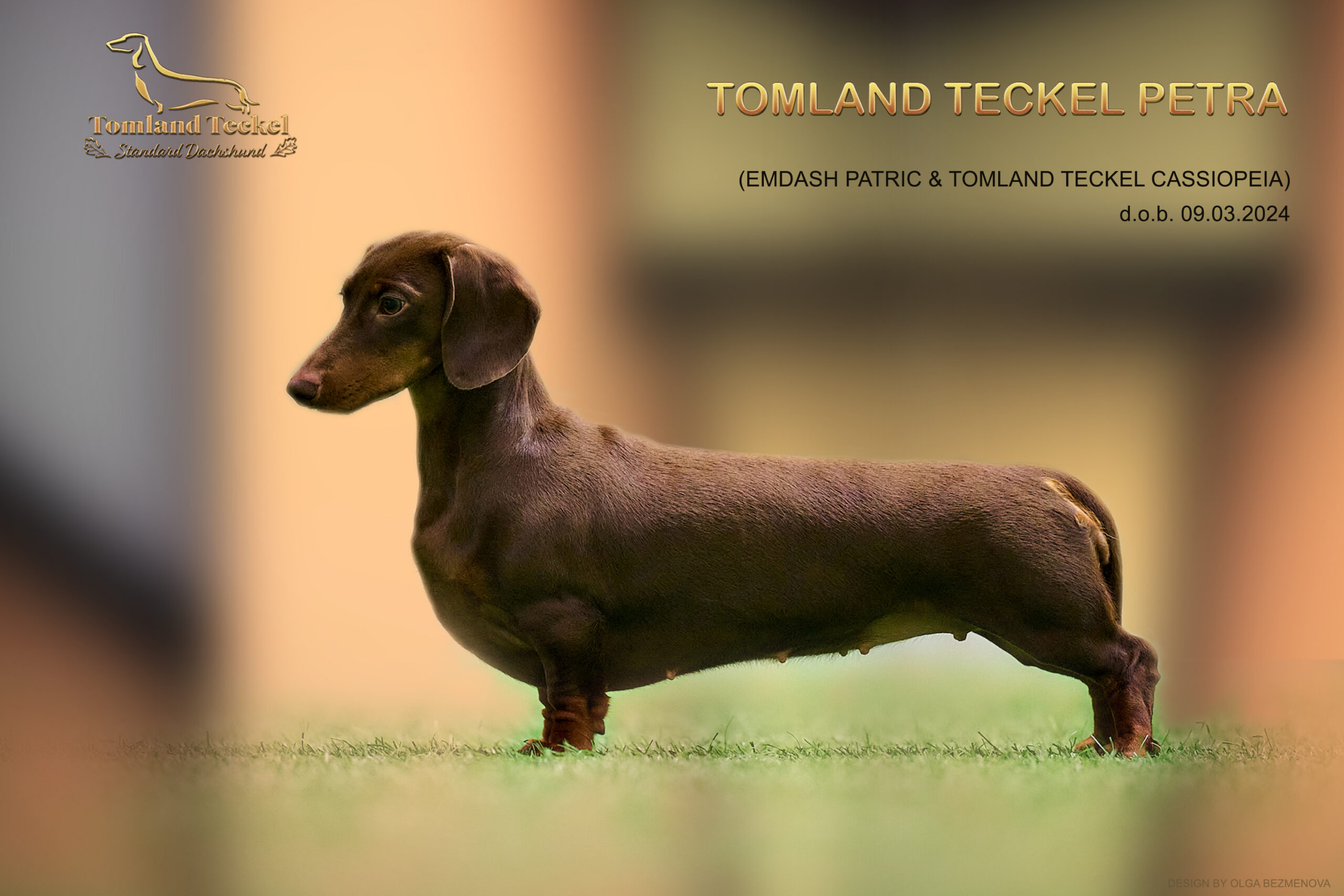 Tomland Teckel Petra