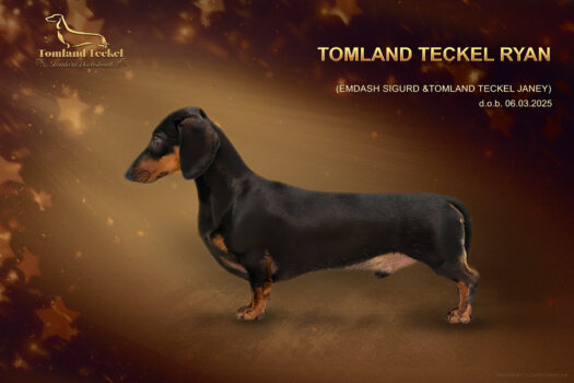 Tomland Teckel RYAN_Web